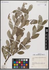 Foto von Salix cantabrica Rech. f.